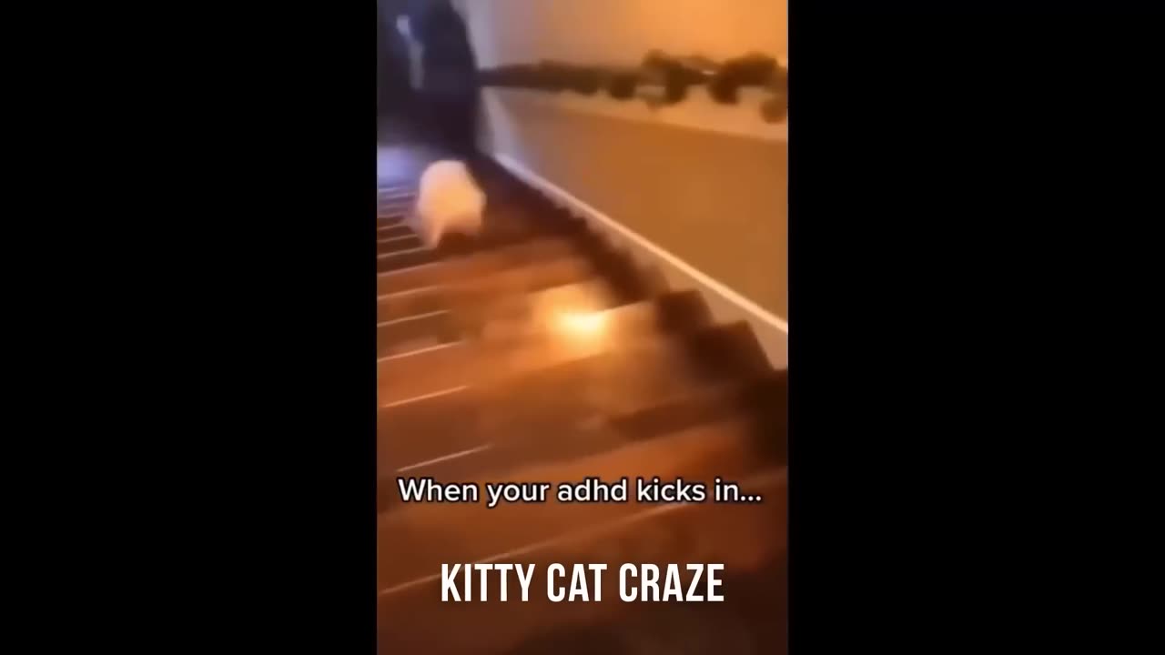 Funniest Animals Show