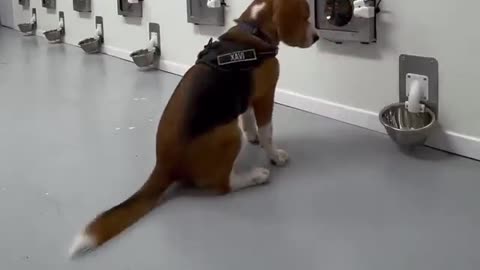 Training dogs to identify cancer smells