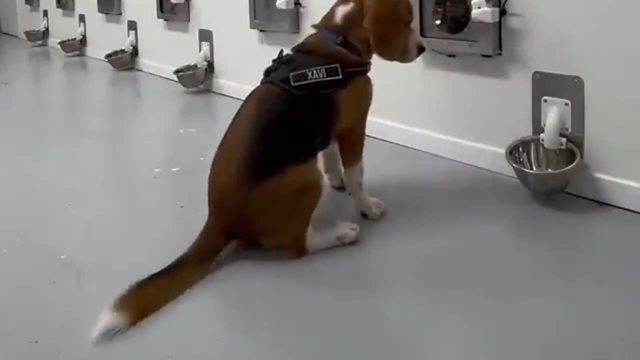 Training dogs to identify cancer smells
