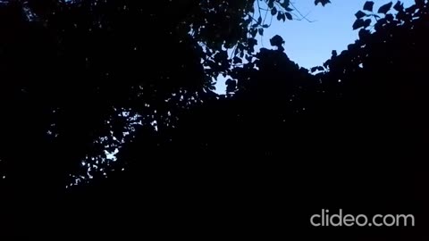 Cricket Sounds in the Flemish Tasty Forest 2025-08-21 9:02 PM with Volume Boost