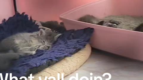 Campaigning and Kittens