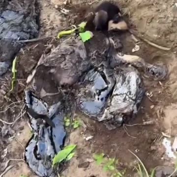 They threw him in the tar as if he were trash… But he was reborn! ⚠️🐶✨