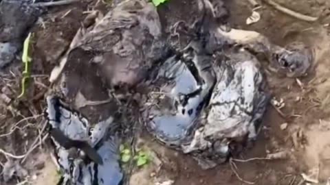 They threw him in the tar as if he were trash… But he was reborn! ⚠️🐶✨