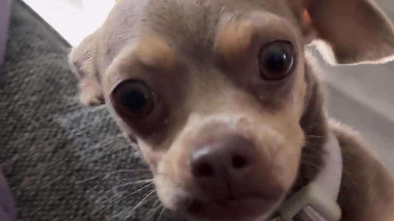 Desperste for Pets