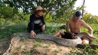 Big Snake in Lake