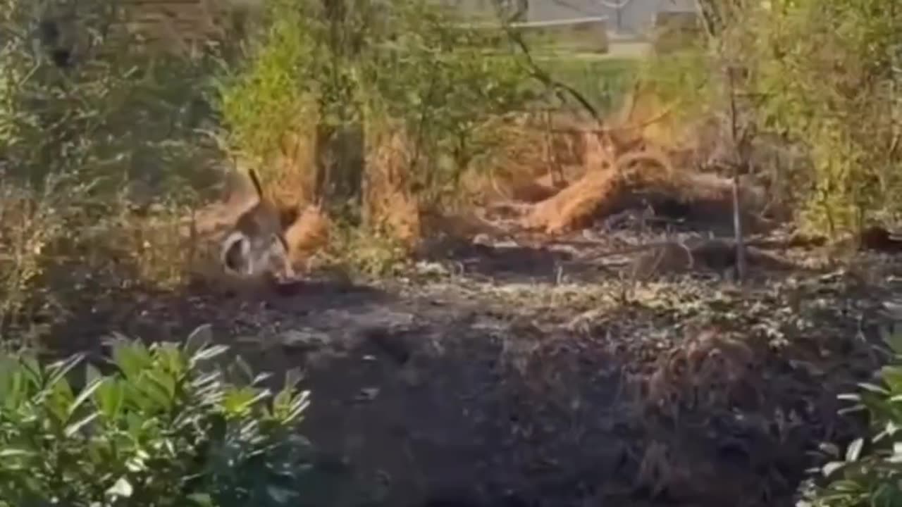 Kitten Antics | Laugh Out Loud Cuteness π±π