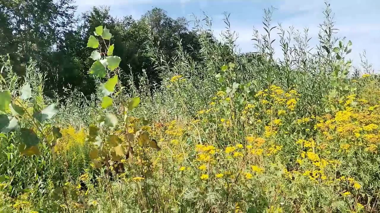 dopasowywać ...