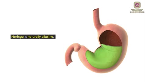 10 reasons to drink moringa