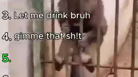 Funny monkeys literally getting scammed 🐒🤣