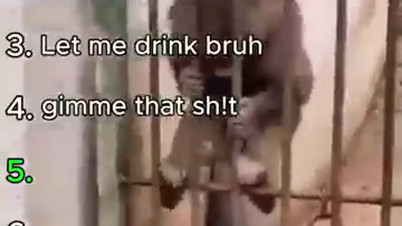 Funny monkeys literally getting scammed 🐒🤣