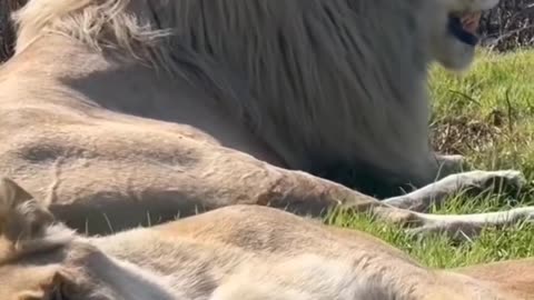 The Powerful and Graceful Bond Between a Lion and Lioness: A Symbol of Loyalty and Strength