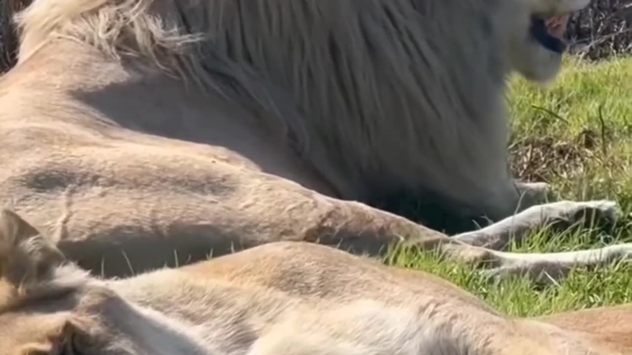 The Powerful and Graceful Bond Between a Lion and Lioness: A Symbol of Loyalty and Strength