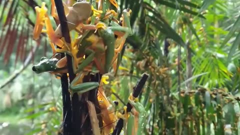 Gathering of Tree Frogs