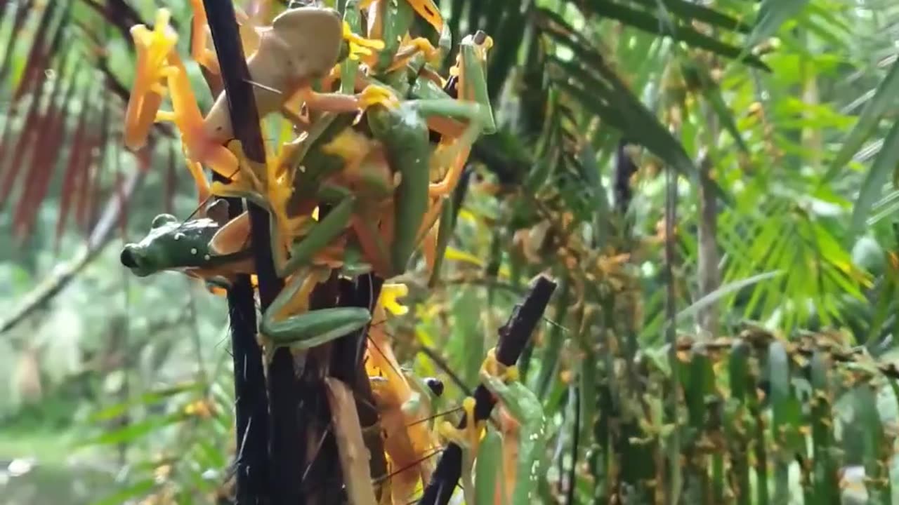 Gathering of Tree Frogs