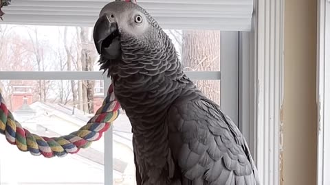 Burping & Farting Parrot?! 😂🦜💨