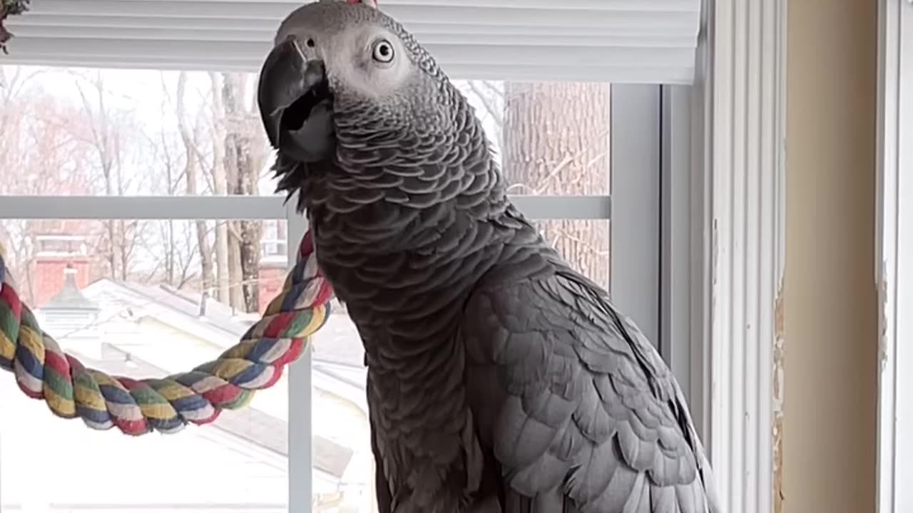 Burping & Farting Parrot?! 😂🦜💨