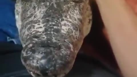 This is both terrifying and adorable, I don't know how to feel