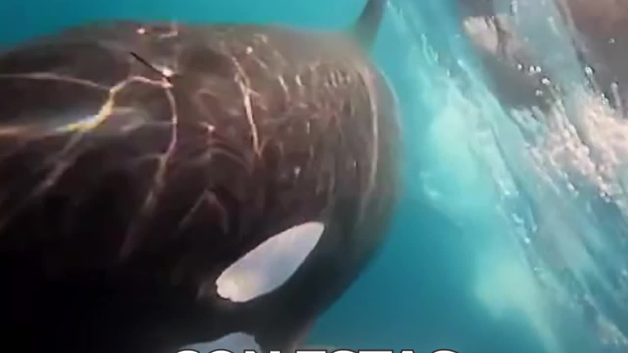Orcas confunden a mujer nadando con una foca y la rodean