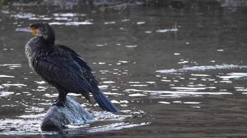 The great cormorant, known as the great black cormorant the black cormorant in Australia & india