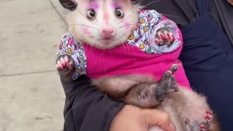 she loves her opossum
