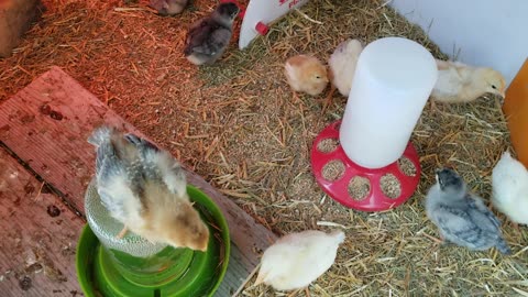 Morning grub with the wee chicks. | #SparklegleamFarm #Chicken #farm #farmanimals #cute
