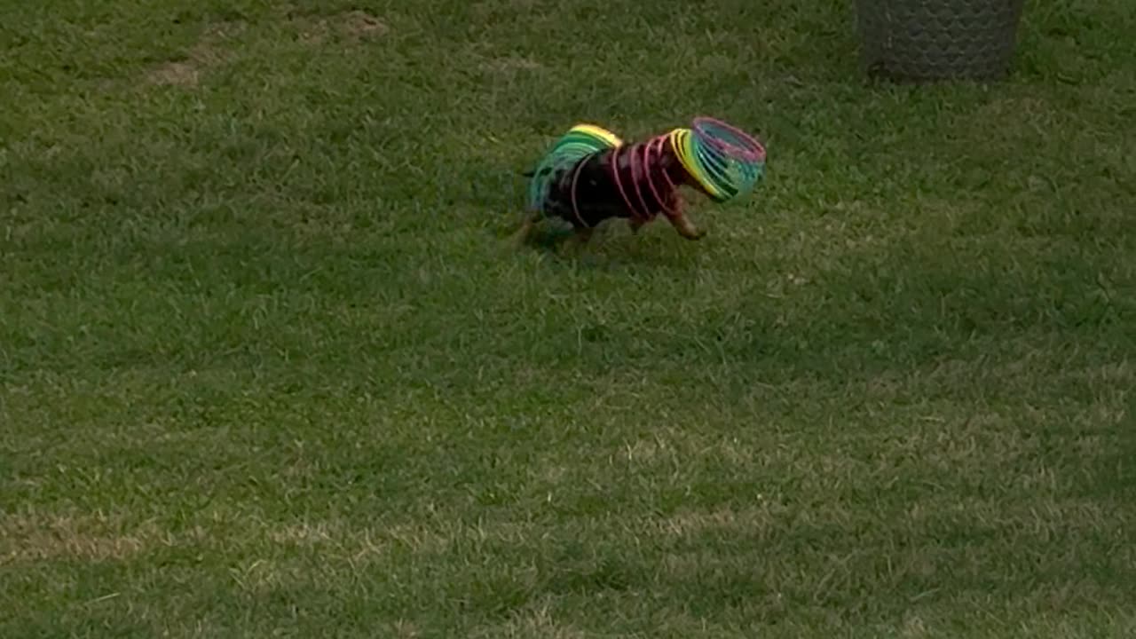 Weenie Dog Stuck in a Slinky
