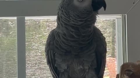 Parrot Tells Alexa to Fart! 💨😂 Smart Bird, Dumb Request