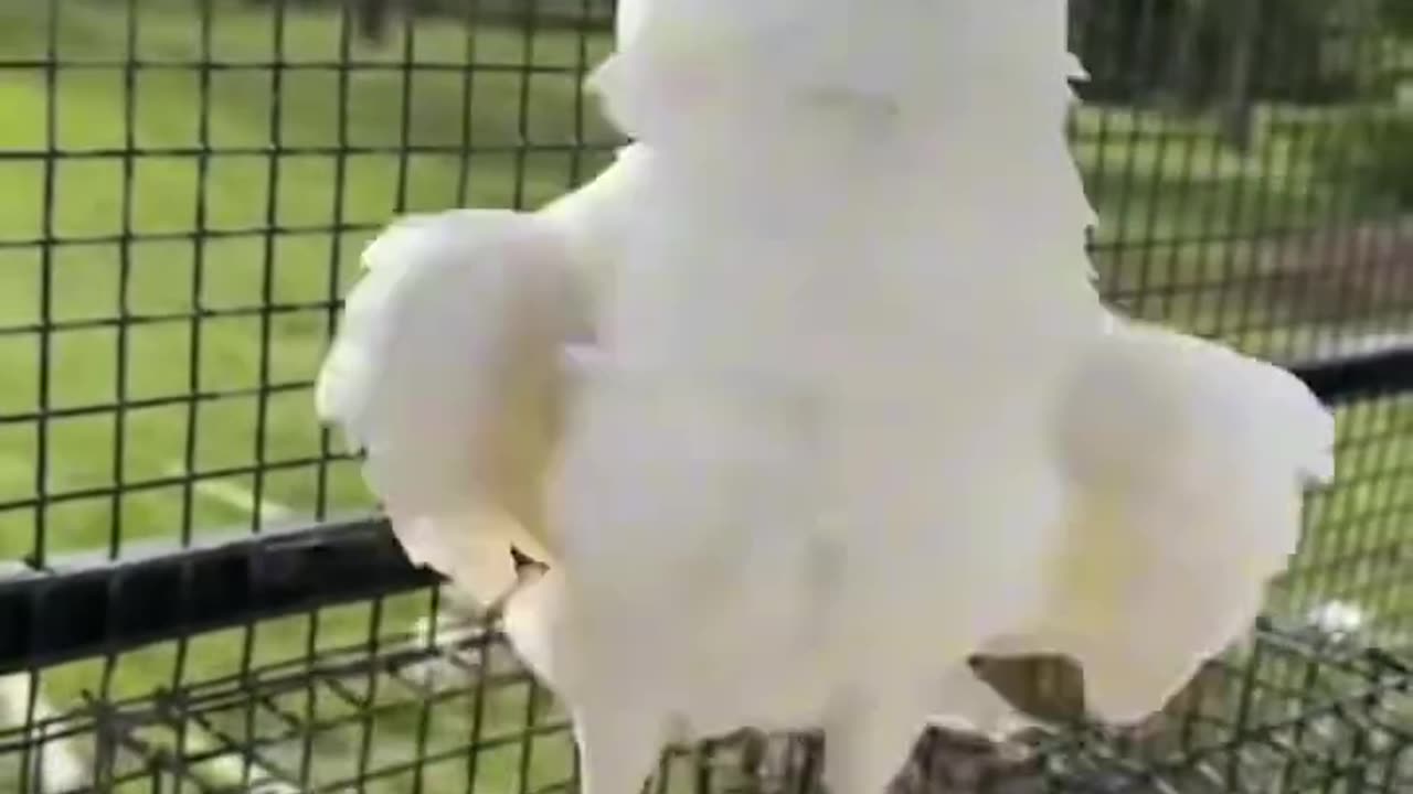 do you like this parrot? 😊