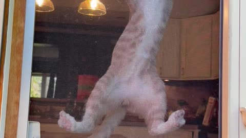 Cat Gets Himself Stuck on Screen Door