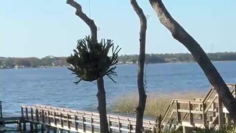 Aligatorowe podszepty :-)