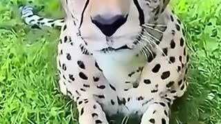 A family found a injured cheetah dragging its back legs and then ...