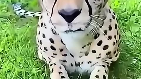 A family found a injured cheetah dragging its back legs and then ...
