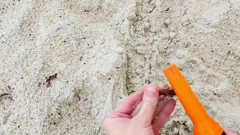 Digging everything with my metal detector at the beach looking for treasure in the wet sand