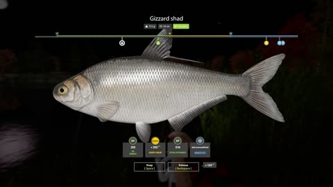 Gizzard Shad 400g+ | Task 3 Stage 2 | Elk Lake | RF4 | No Talking