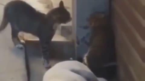 Cats fighting and dogs being scared