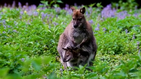 wildlife animals no copyright stock footage Royalty free free hd videos no copyright