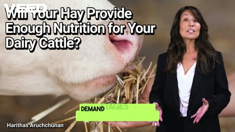 Will Your Hay Provide Enough Nutrition for Your Dairy Cattle? What Every Dairy Farmer Needs to Know!