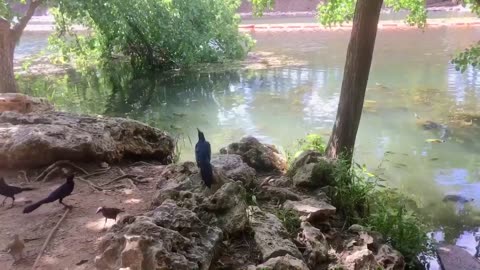 Turtle in the lake and birds find food at the lakeside