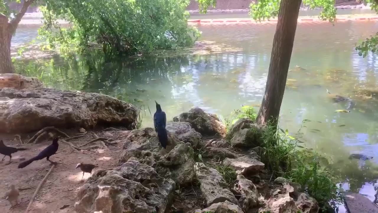 Lucky animal-turtleš¢