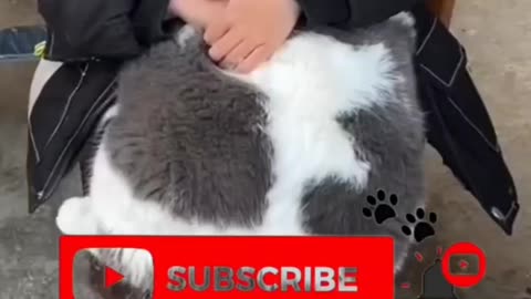 Wholesome Pet Reactions—The Funniest & Cutest! 🏡🐱