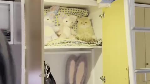 😂🐾 Hold Still... Don't Move an Inch! | FunFM