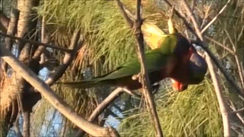 Fighting Lorikeets 18