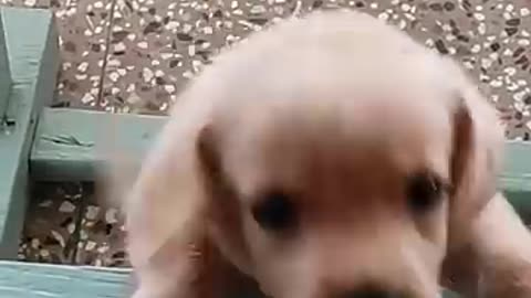 puppy sound🐶Labrador puppy barking sound🔊lab puppy funny shorts