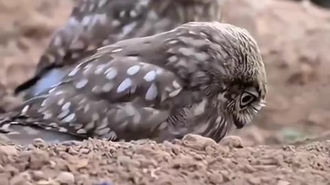 Owl in Action! 🦉💨 | Fierce Look, Fluffy Feathers & Forest Vibes 🌿