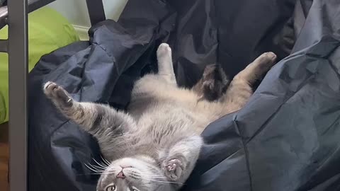 Kitty Discovers Beanbag