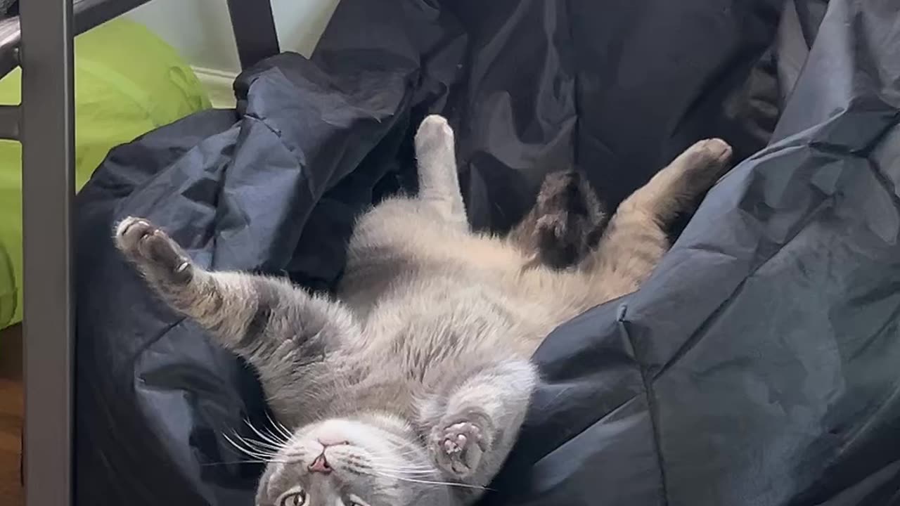 Kitty Discovers Beanbag