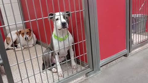 Maui@gate 1y A871027 Joey 1y A877714 kennel 84 pod 3 PACC shelter all groovy winding down20250815764