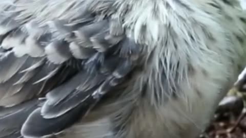 Baby chicken