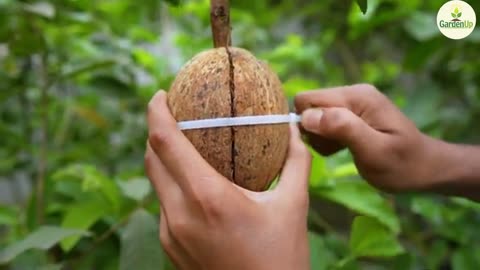🌿 Magic Trick! Grow a Guava Tree with a Coconut