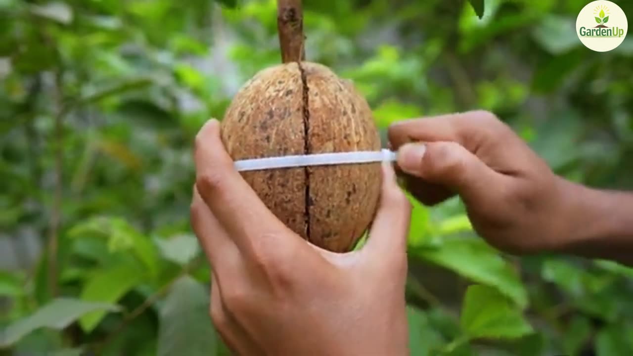 🌿 Magic Trick! Grow a Guava Tree with a Coconut